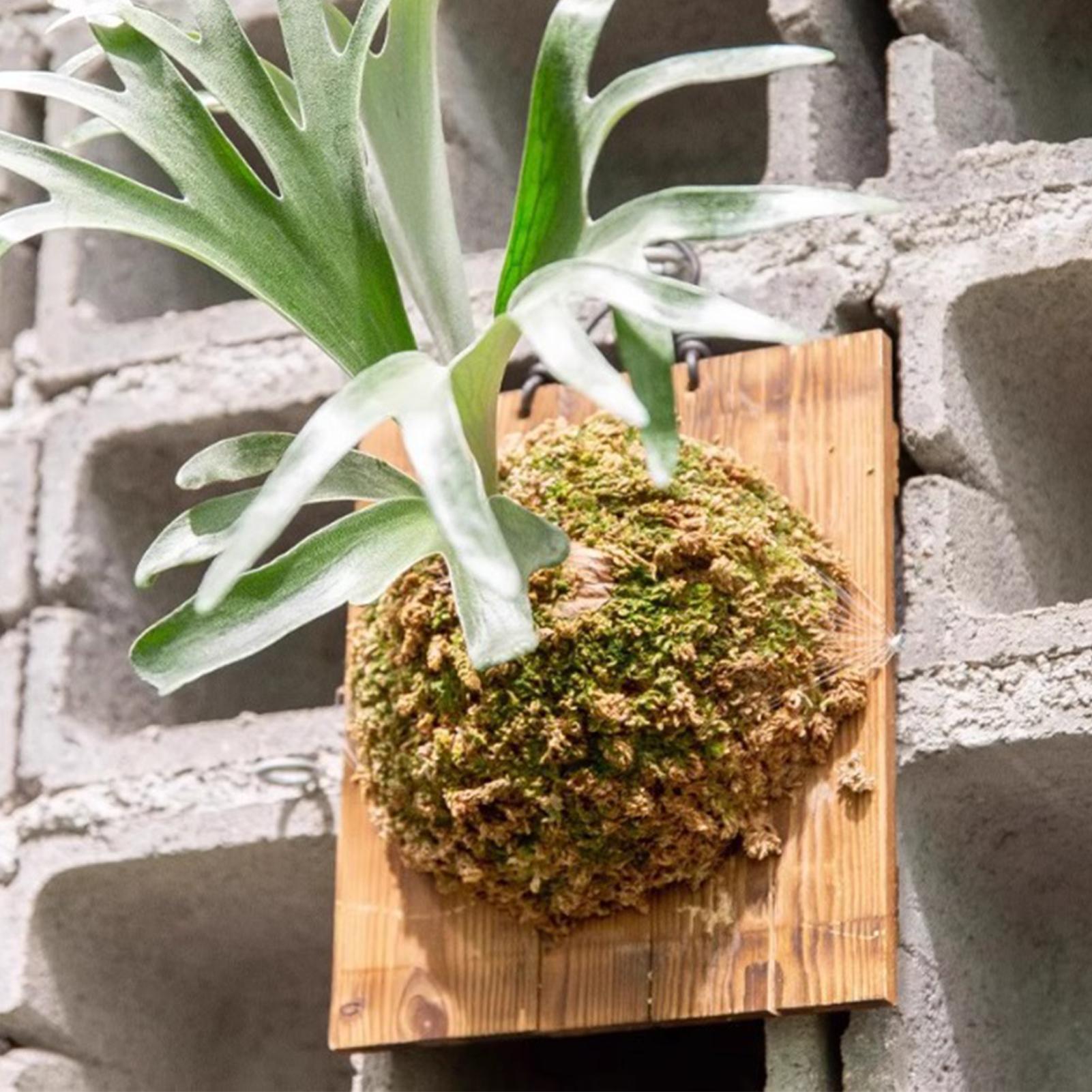 Vertical Wall Planter - กระถางแขวนติดผนังลายใบเฟิร์นลายกวาง 1 ชิ้น สำหรับปลูกต้นไม้ในร่ม