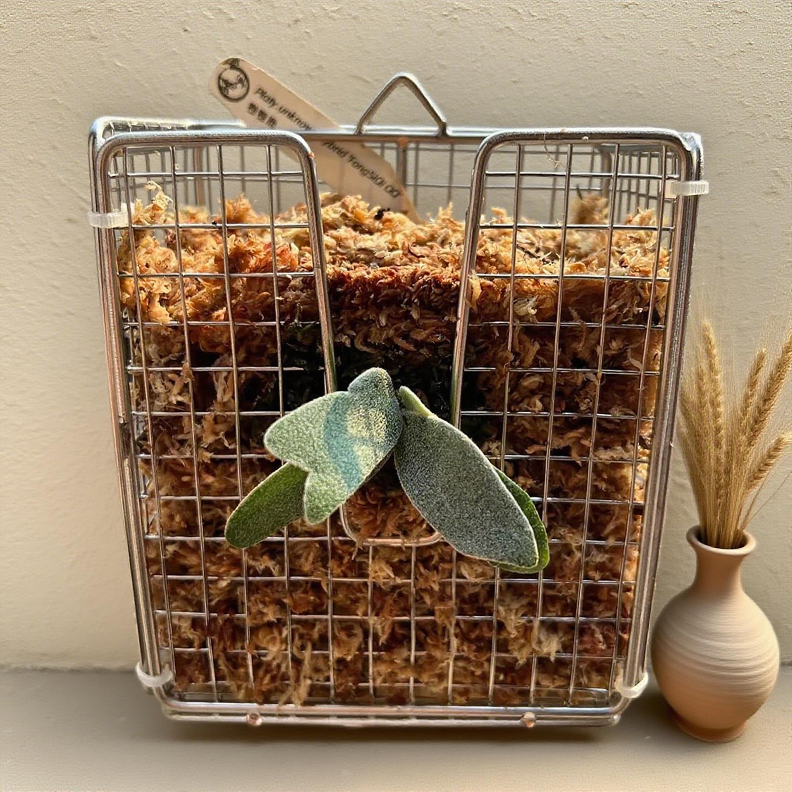 ชุดติดตั้งกระถางต้นเฟิร์น Stag - Vertical Wall Planter บทวิจารณ์และราคา