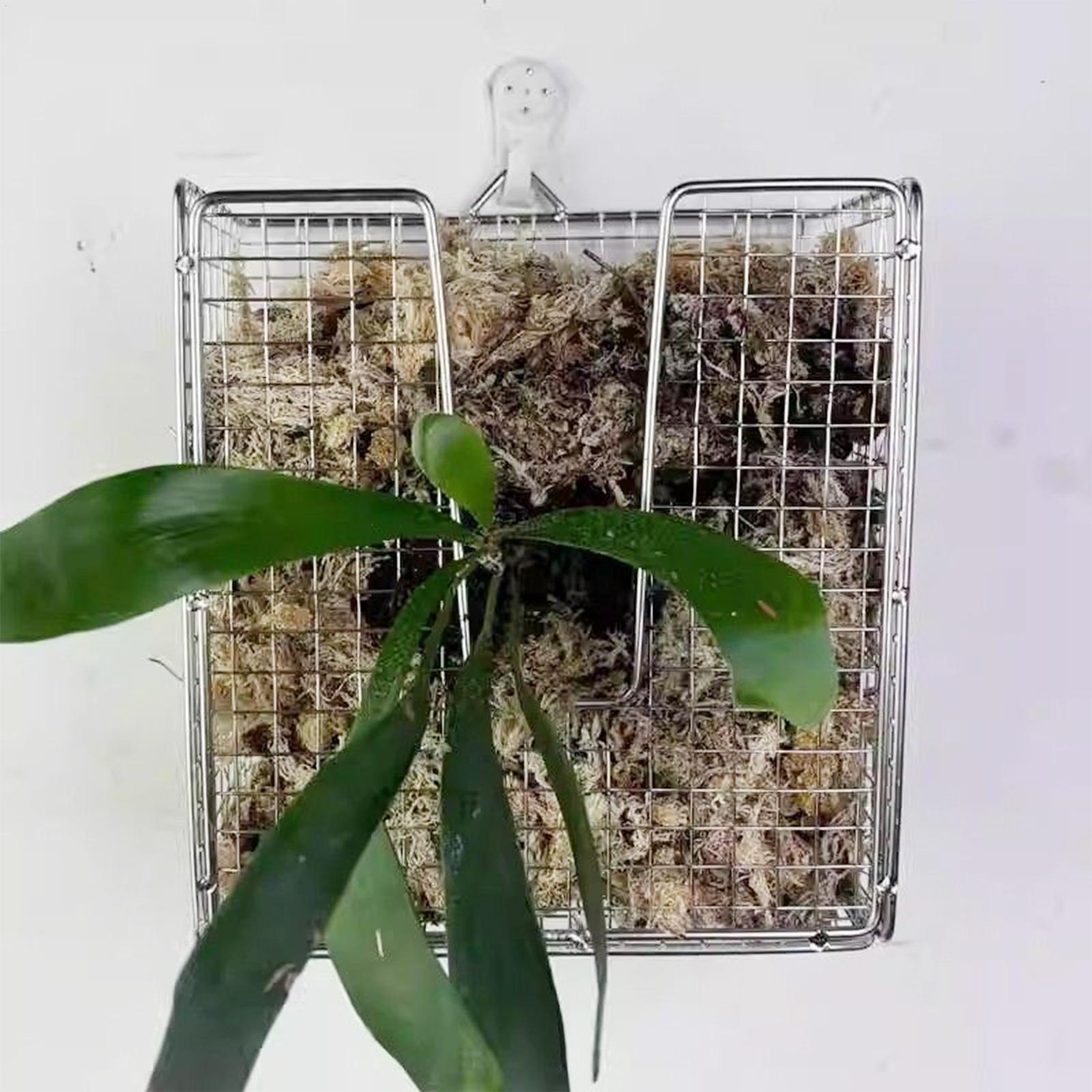 ชุดติดตั้งกระถางต้นเฟิร์น Stag - Vertical Wall Planter บทวิจารณ์และราคา