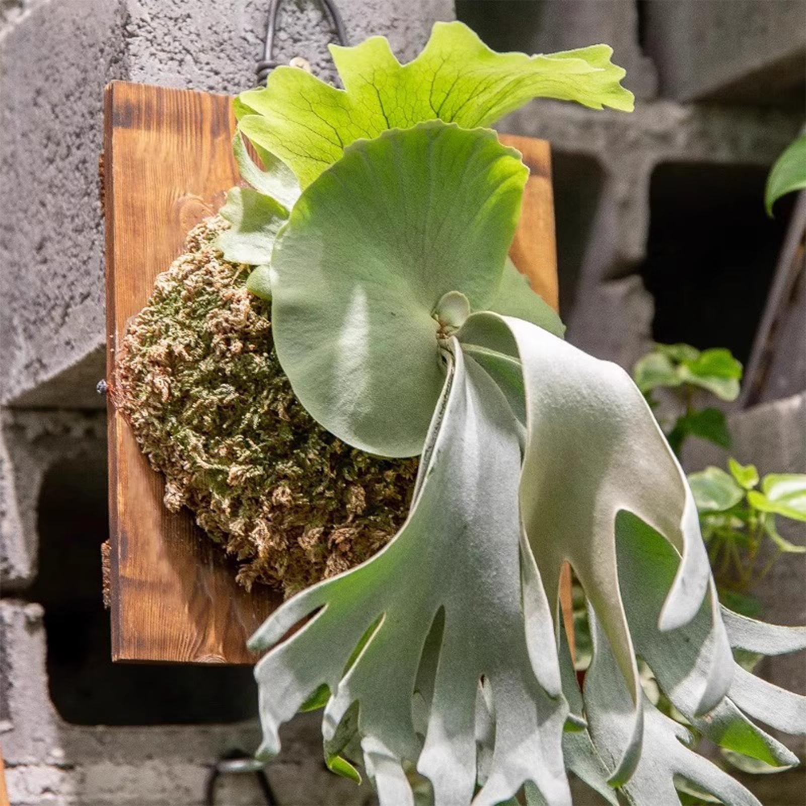 กระถางแขวนติดผนังลายใบเฟิร์นลา - Vertical Wall Planter บทวิจารณ์และราคา