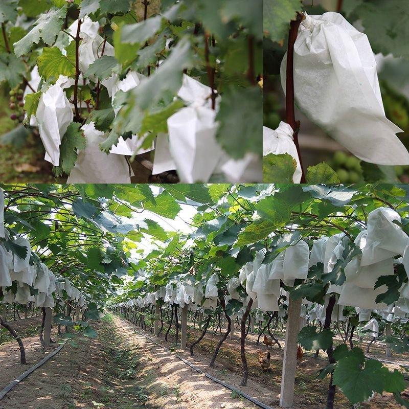 ถุงตาข่ายป้องกันผลไม้ในสวน 50  - Grow Bags บทวิจารณ์และราคา