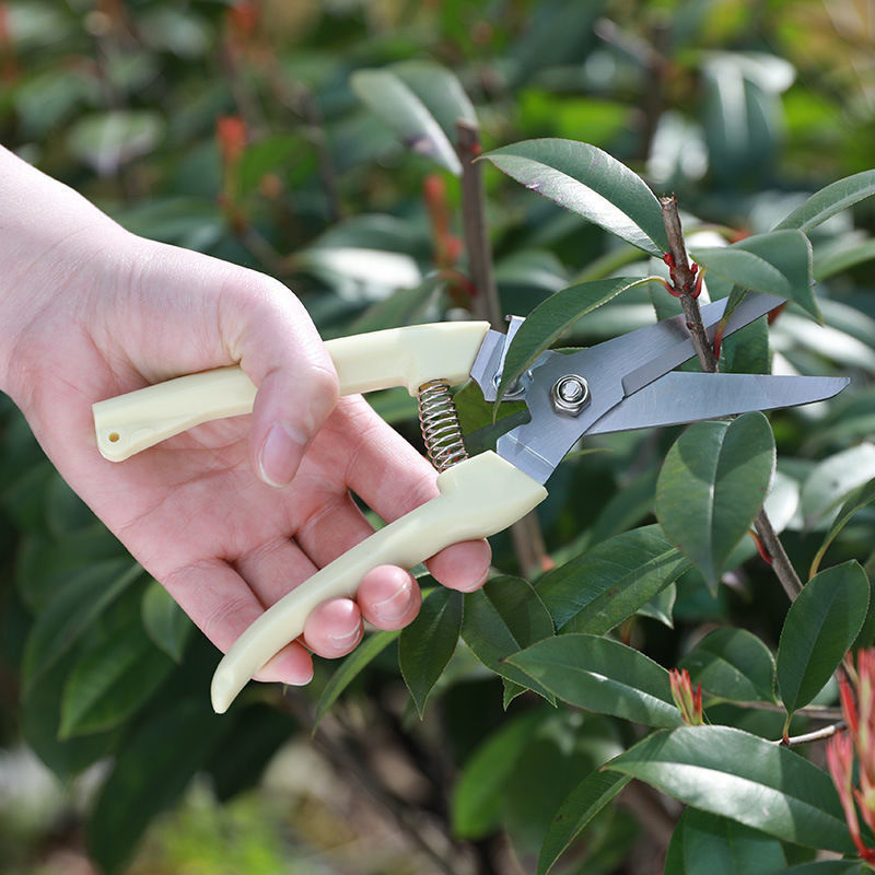 กรรไกรตัดแต่งกิ่งสแตนเลส 1 ชิ้ - Gardening Tools To Cut Branches บทวิจารณ์และราคา